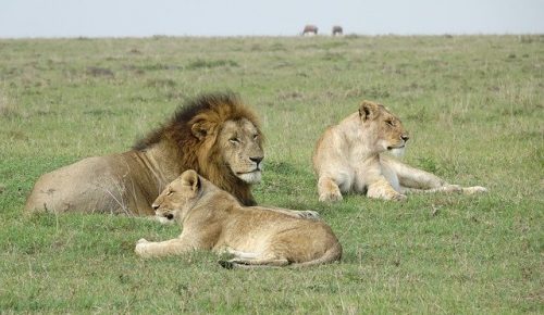 Kenya lion safari